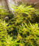 Сорт Dozy Cake fem (AlphaFem Seeds)