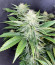 Bruce Banner #3 fem (Herbies Seeds)