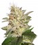 Сорт Allkush fem (Paradise Seeds)