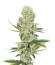 Сорт Kali Banner fem (AlphaFem Seeds)