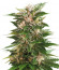 Сорт Kaya 47 fem (Advanced Seeds)