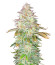 Сорт Jungle Lava fem (Original Sensible Seeds)