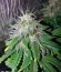 Сорт Auto Lennon fem (Pyramid Seeds)