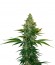 Сорт Liberty Haze fem (Barney's Farm)