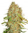 Сорт Auto Gorilla Blue fem (Advanced Seeds)