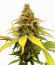 Сорт HighCloudZ fem (Green House Seeds)