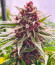 Сорт Still Bubba fem (AlphaFem Seeds)