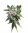 Сорт Blue Pyramid fem (Pyramid Seeds)