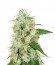 Сорт Critical Neville Haze 2.0 fem (Delicious Seeds)