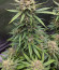 Сорт Descojack fem (Delicious Seeds)