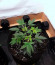 Сорт Holy Punch fem (Green House Seeds)