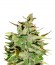 Сорт Stress Killer Automatic fem (Royal Queen Seeds)