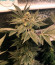 Сорт Bubba Slush fem (Green House Seeds)