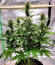 Сорт Original Auto Chemdawg fem (FastBuds)