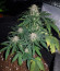 Сорт Auto American Pie fem (Pyramid Seeds)