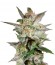 Сорт Star 47 fem (World of Seeds)