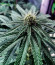 Сорт King's Juice (Green House Seeds)