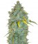 Сорт ICE fem (Female Seeds)