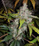 Сорт Auto White Widow fem (Pyramid Seeds)