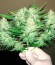 Сорт Critical Super Silver Haze fem (Delicious Seeds)