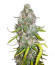 Сорт Dolly Kush fem (Dr. Krippling Seeds)