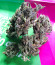 Сорт Blackberry auto fem (FastBuds)