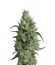 Сорт Super OG Kush fem (Pyramid Seeds)