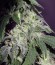 Сорт Green Gelato fem (Royal Queen Seeds)