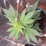 auto-northern-light-victory-seeds.jpg