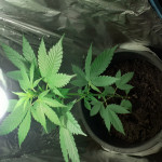 auto-northern-light-victory-seeds.jpg