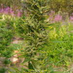 northern-lights-x-big-bud-auto-world-of-seeds.jpg