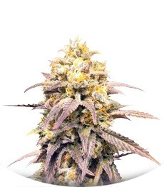 Critical Super Silver Haze fem (Delicious Seeds)