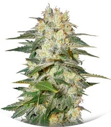 Afghan Kush Ryder auto fem (World of Seeds)