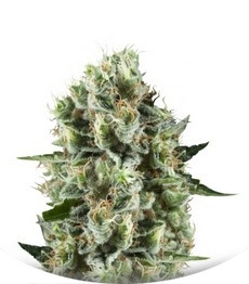 Сорт Critical Kush fem (Royal Queen Seeds)