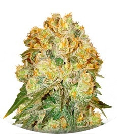 Сорт Marmalate reg (Delicious Seeds)