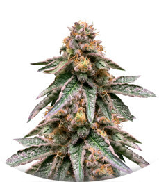 Сорт Runtz Punch fem (Herbies Seeds)