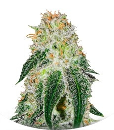 Сорт Black Russian fem (Delicious Seeds)