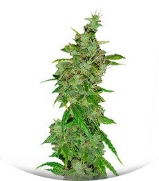 Сорт Tangerine Dream fem (Barney's Farm)