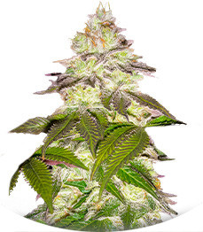 Сорт Milky Dreams fem (Green House Seeds)