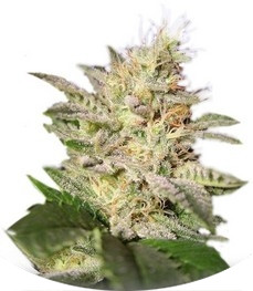 Сорт Allkush fem (Paradise Seeds)