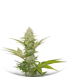 Сорт Blue Cheese fem (Royal Queen Seeds)