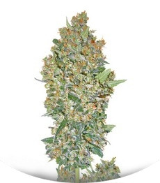 Cheese Berry (Hashchis Berry) fem (00 Seeds)