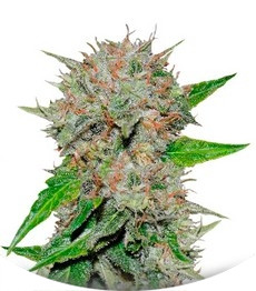 Сорт Deep Mandarine fem (Delicious Seeds)