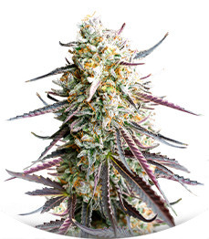 Сорт Ice Cream Cake Fast Flowering fem (Humboldt Seed Organization)