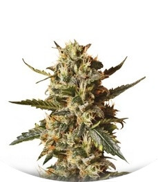 Сорт Bubblegum XL fem (Royal Queen Seeds)