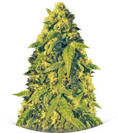 Сорт Devotchka auto fem (Doctor’s Choice)