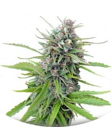 Сорт Exodus Cheese fem (Green House Seeds)