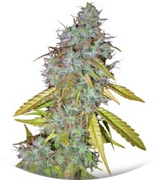 Red Cherry Berry fem (Barney's Farm)