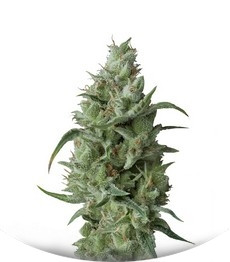 Сорт Super OG Kush fem (Pyramid Seeds)