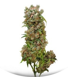 White Spanish fem (VIP seeds)